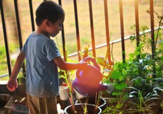 Vegetable patch cared for by a child