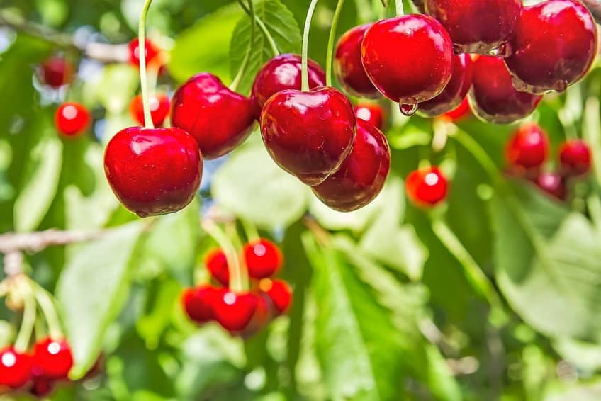 fruit trees 1