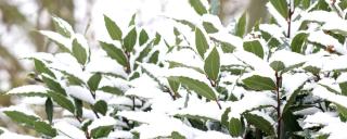 New year's bay laurel