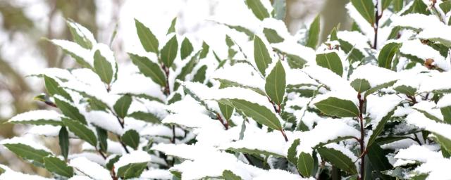 New year's bay laurel