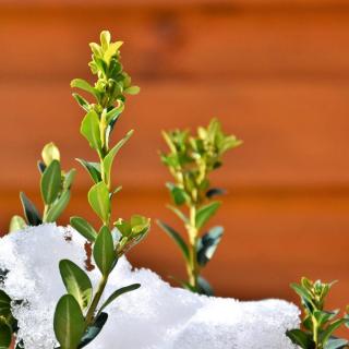 New year's Boxwood