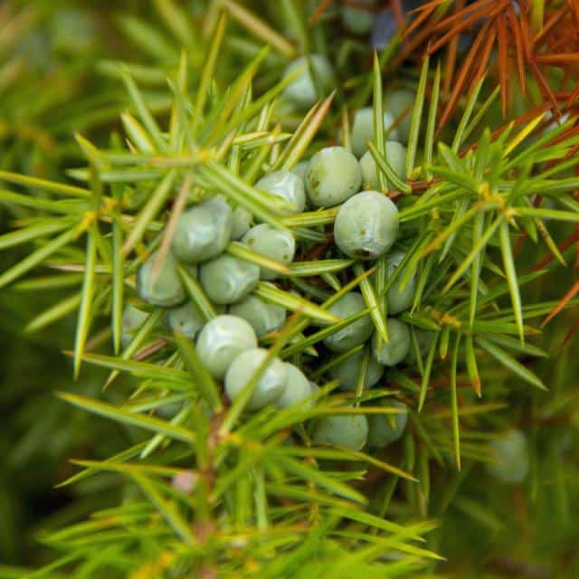 Juniper, a New Years plant