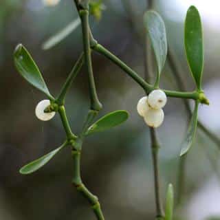 Mistletoe, a New Year's plant