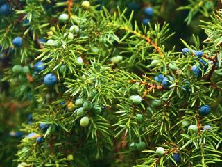 Plants for new year include juniper.