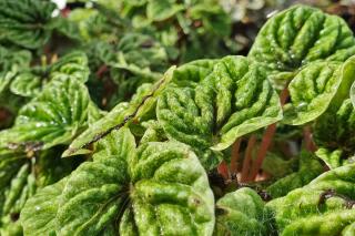 Peperomia exposure