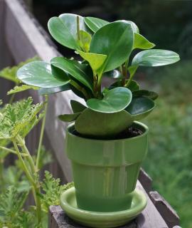 Potted peperomia on a fence