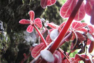 Peperomia red variety