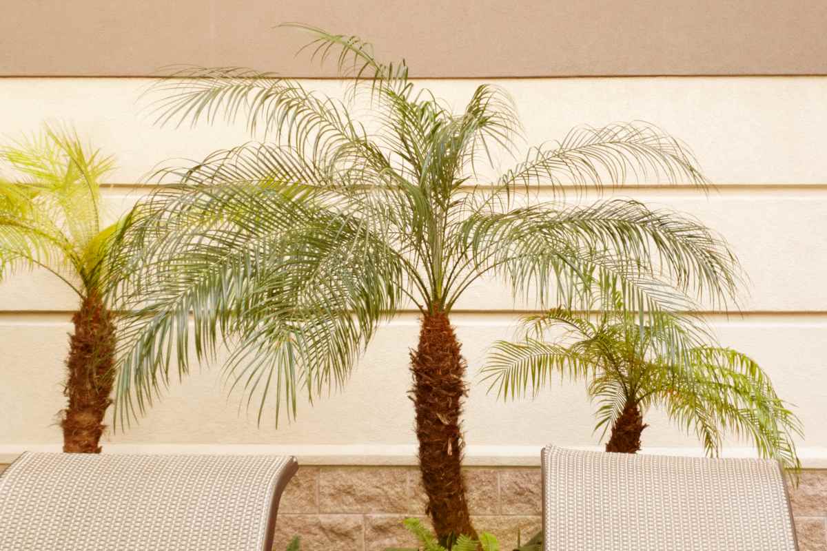 Pygmy palm is a great indoor palm tree