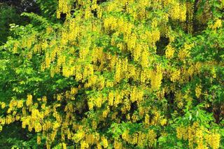 Scotch laburnum forms cascades of yellow flowers