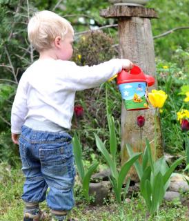 Toddler watering tulips.