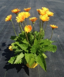 Gerbera garvinea 'Sweet honey'