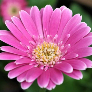 Garvinea, the garden gerbera - growing, planting, sowing, varieties - hardy