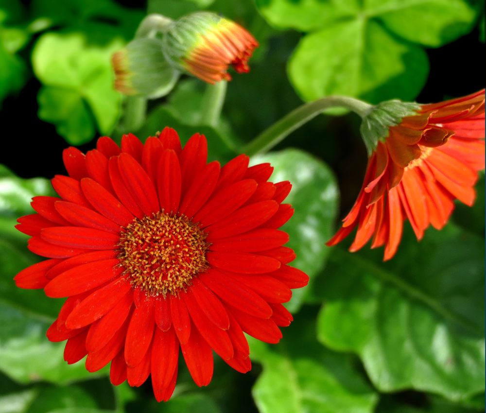 Garvinea, the garden gerbera - growing, planting, sowing, varieties - hardy