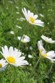 Anthemis blooms