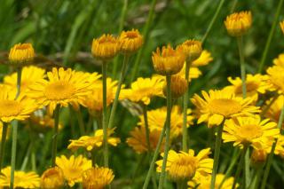 Yellow anthemis flower blooms in a dense field.