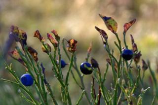 Bilberry bush