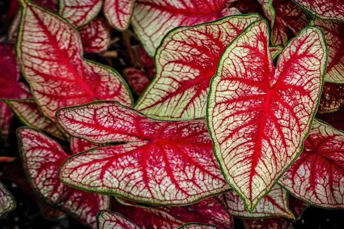 Caladium