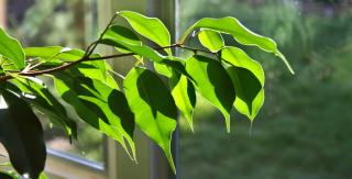 Ficus leaves against the sun