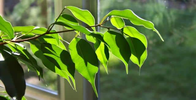 Rameau de ficus benjamina a contre-jour devant une fenetre