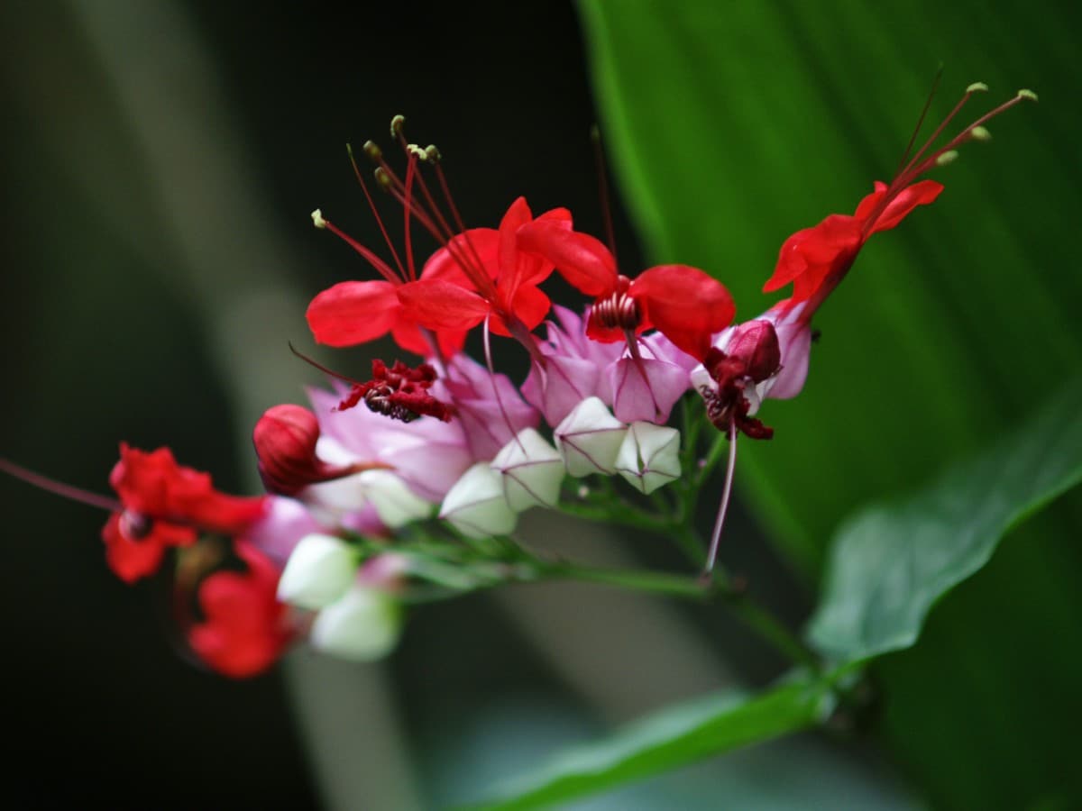 Wonderful red and white clerodendron.