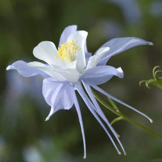 Columbine sowing, care, blooming, dividing