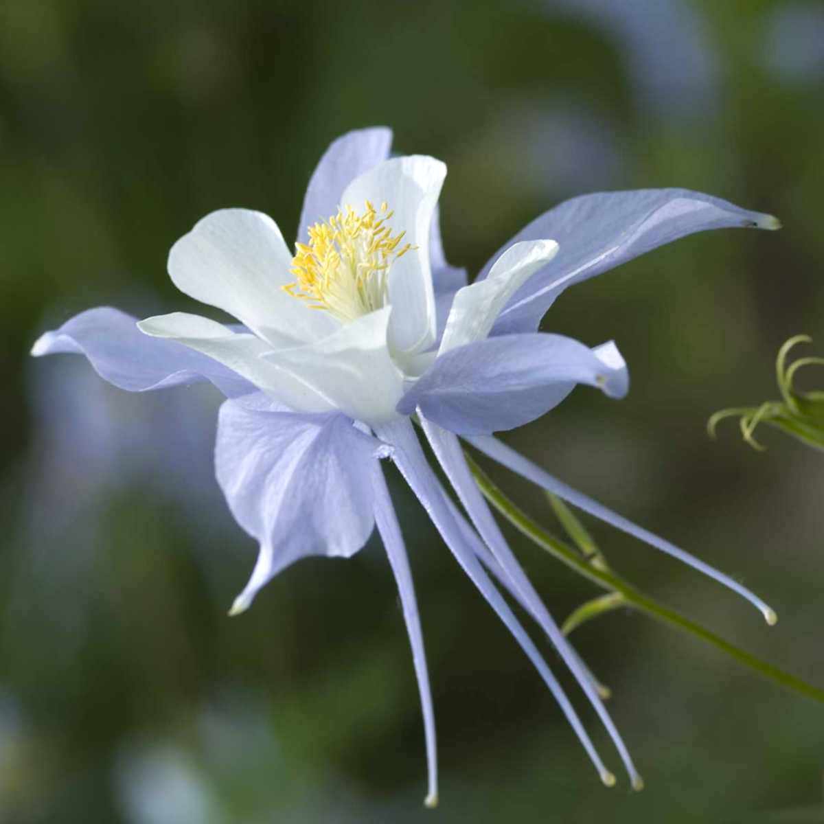 Blue columbine