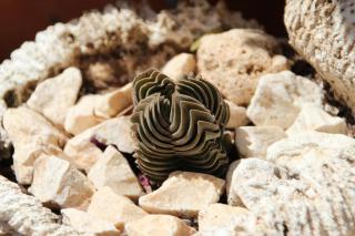 Buddha's temple crassula