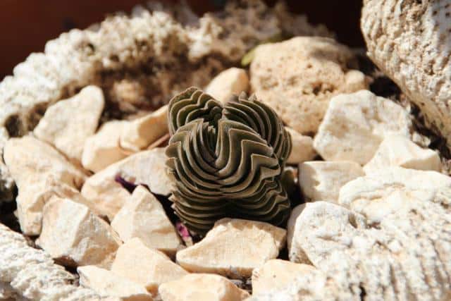 Buddha's temple crassula