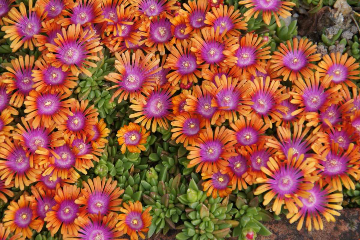 Carpet of Delosperma cooperi flowers