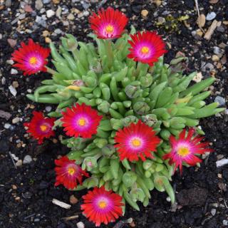 Planting is easy. Soil must drain well for Delosperma