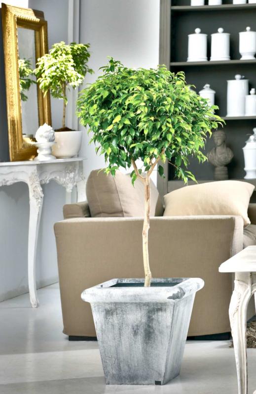 Ficus benjamina conduit sur tige, dans un salon