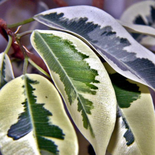 Feuilles de ficus panachees a marge creme