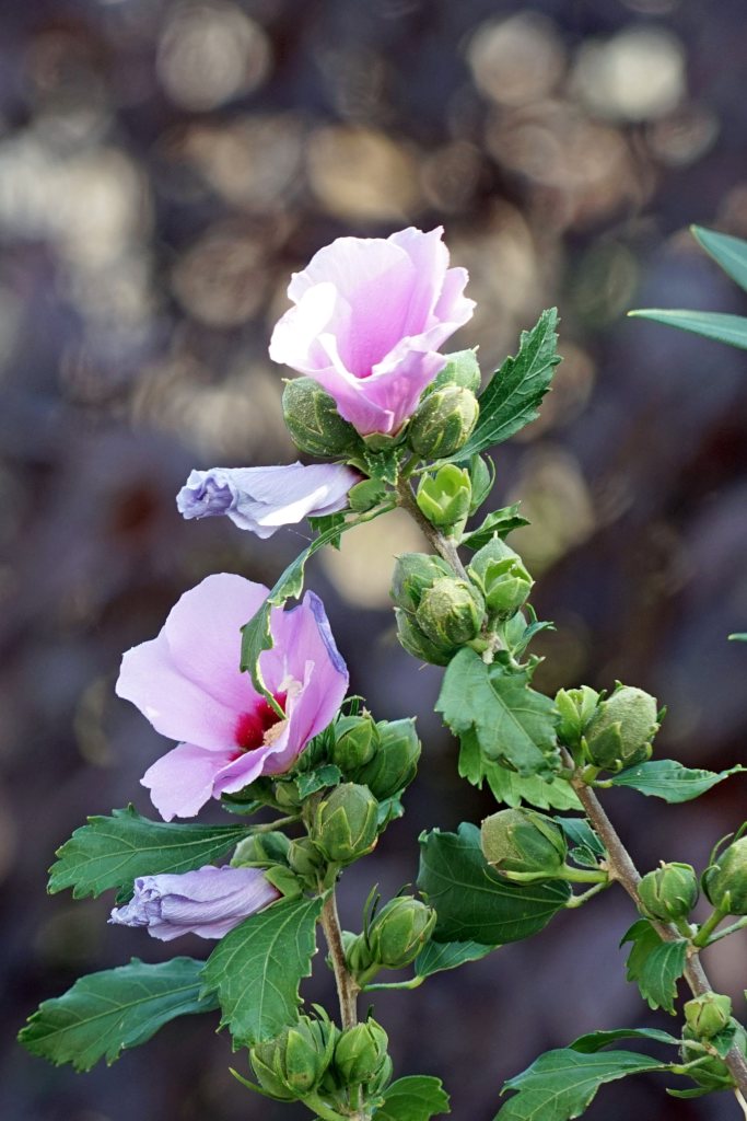 Hibiscus althea blooms on new growth.