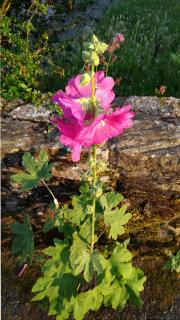 Well-cared for but short pink hollyhock in front of a small stone wall.