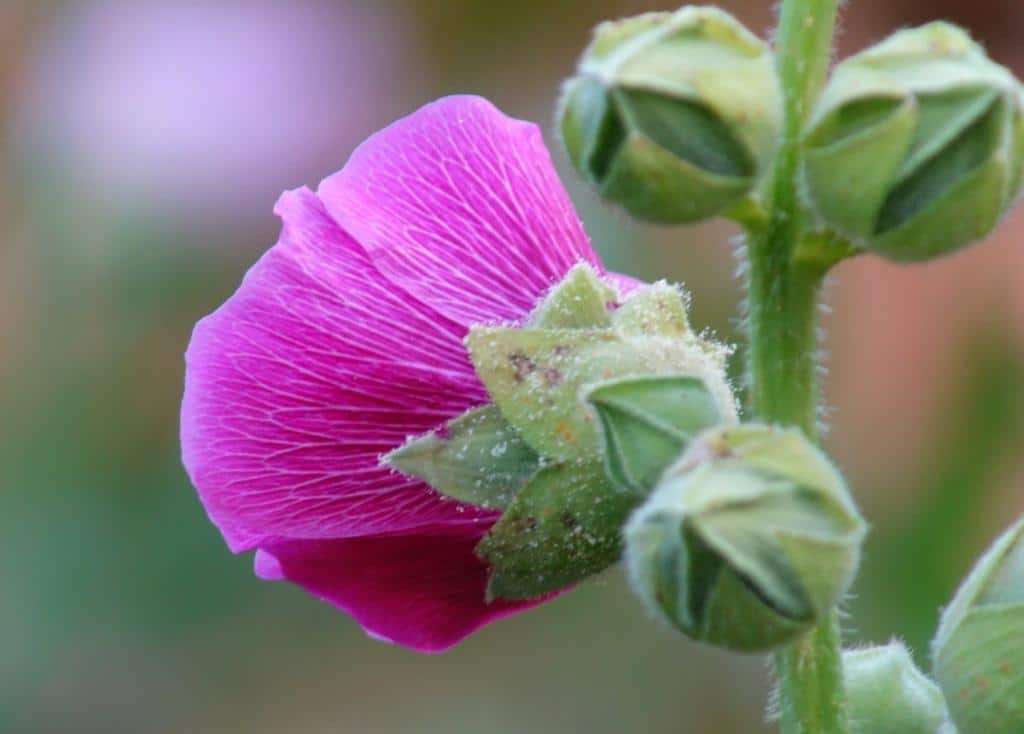 Hollyhock buds and flower