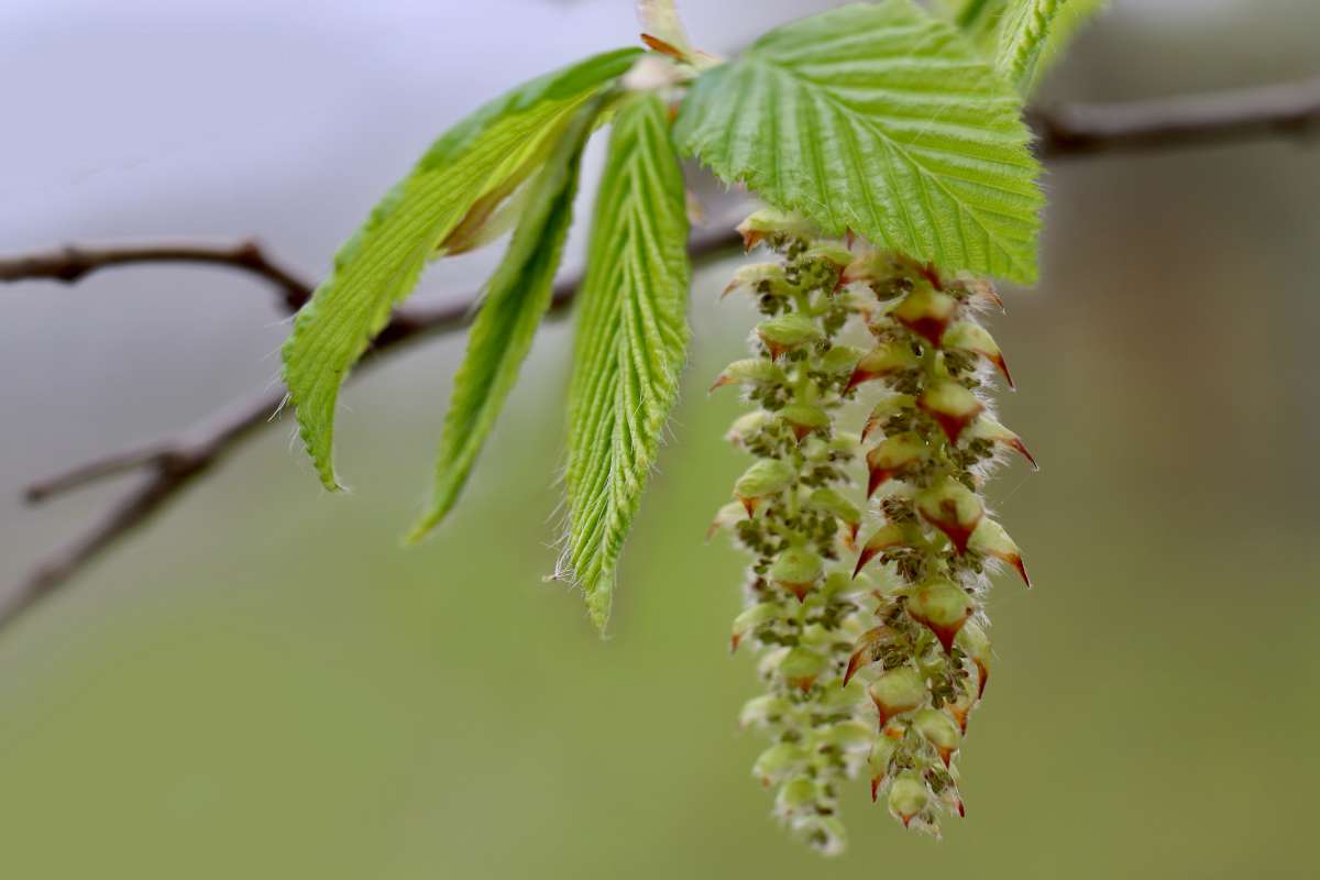 Hornbeam leaf and katkins in spring