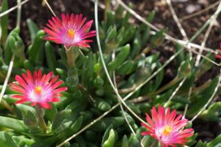 Caring for Delsperma cooperi, cooper's ice plant