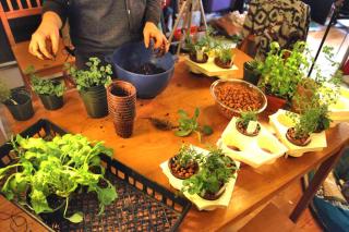 Starting an indoor vegetable garden
