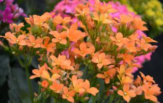 Orange and pink kalanchoe flowers