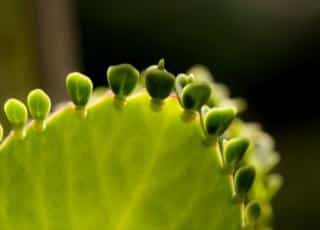 Kalanchoe propagation