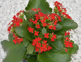 Kalanchoe care