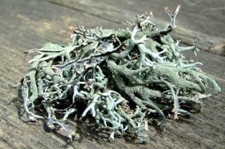 Lichen health benefits and therapeutic value