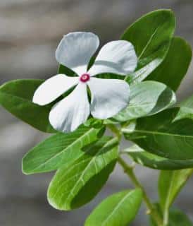 Planting Madagascar periwinkle