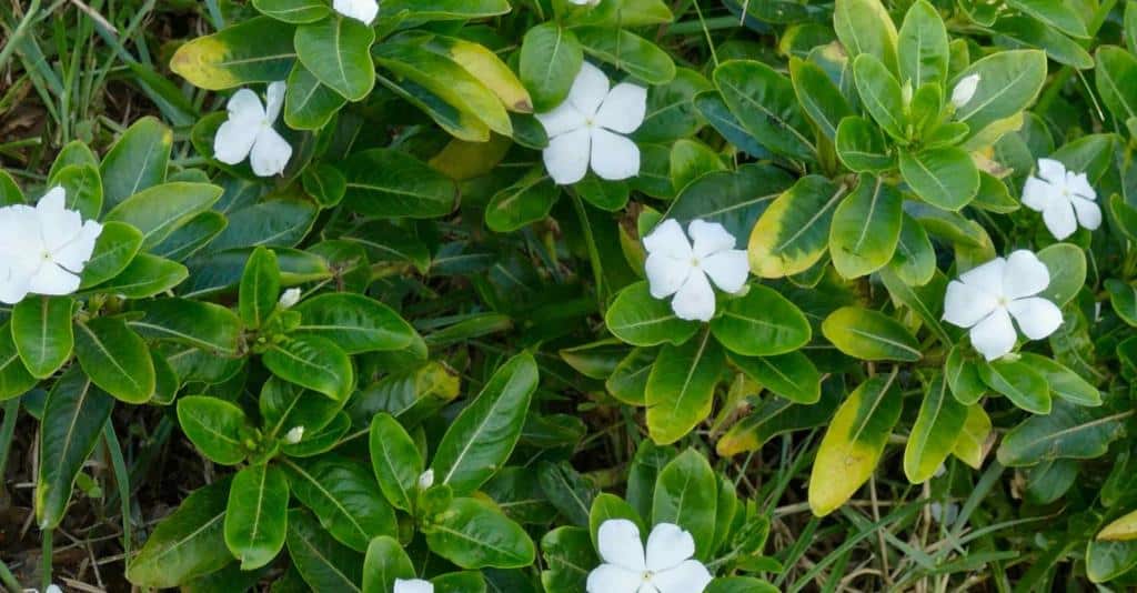 Madagascar periwinkle, a short shrub with nice flowers