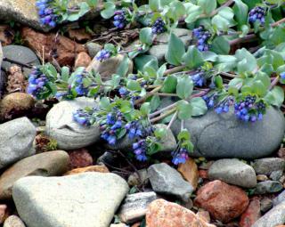 Mertensia maritima planting