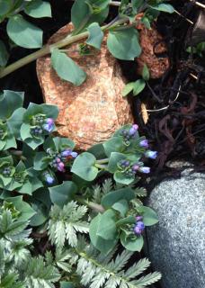Mertensia maritima, oyster plant
