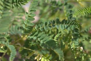 Mongolian milkvetch, or Astragalus propinquus, mongolicus, mongholicus or membranaceus, has many health benefits