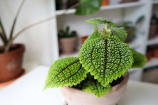 Pilea plant with ruffled leaves