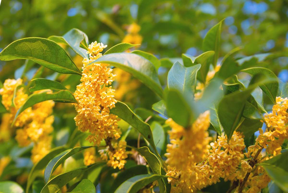 Yellow-blooming osmanthus