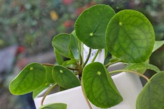 Pilea, the chinese money plant